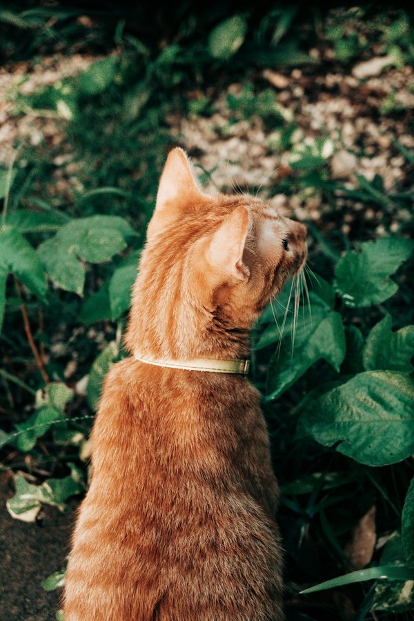 Comment découvrir les secrets des jardins suspendus de Marqueyssac en Dordogne, France ?